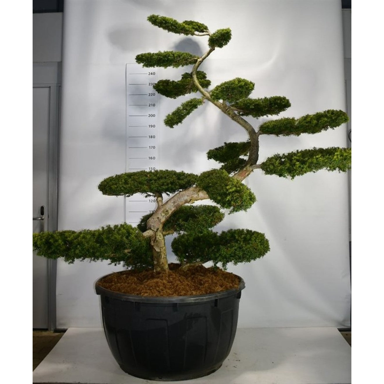 Idegran – Taxus baccata 'Summergold' - C500 200-225 cm. Bonsai